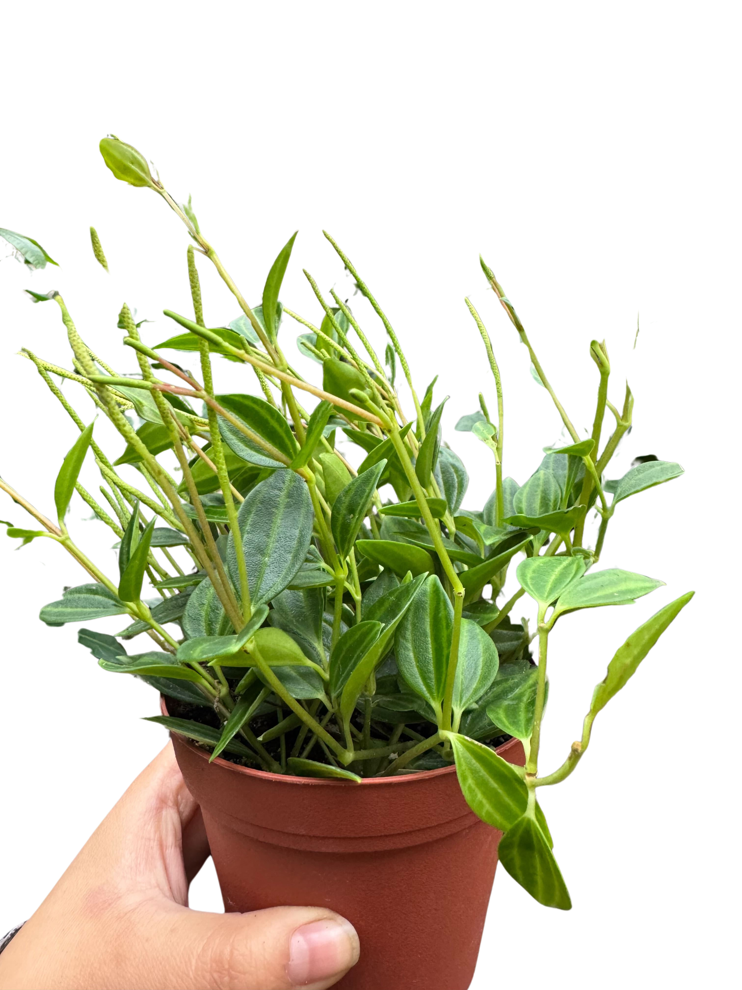Blackwater Lotus Co. Peperomia Angulata - Thumbnail 3