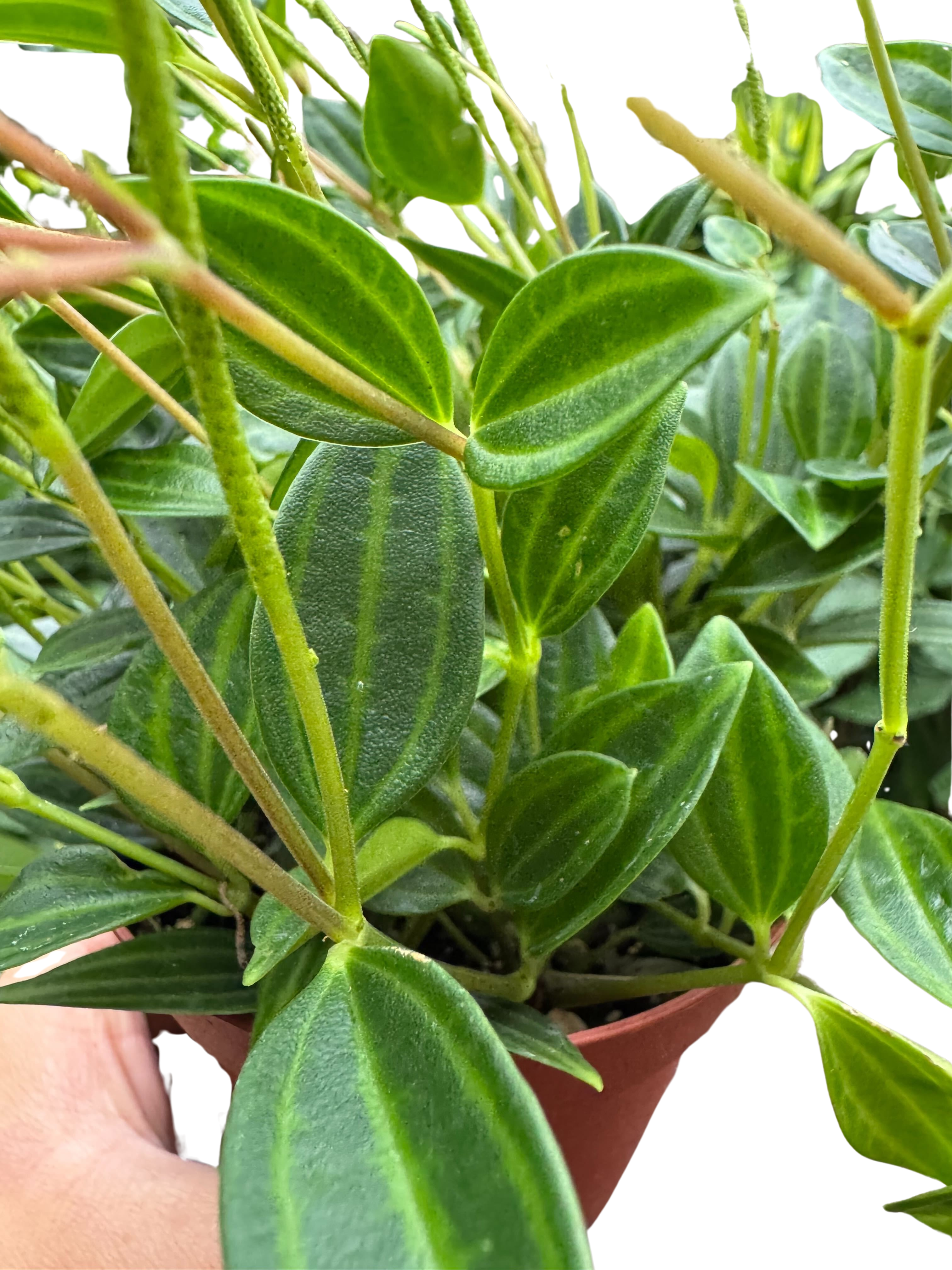 Blackwater Lotus Co. Peperomia Angulata - Thumbnail 4
