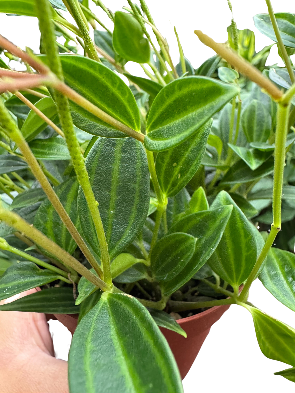 Peperomia 'Angulata'
