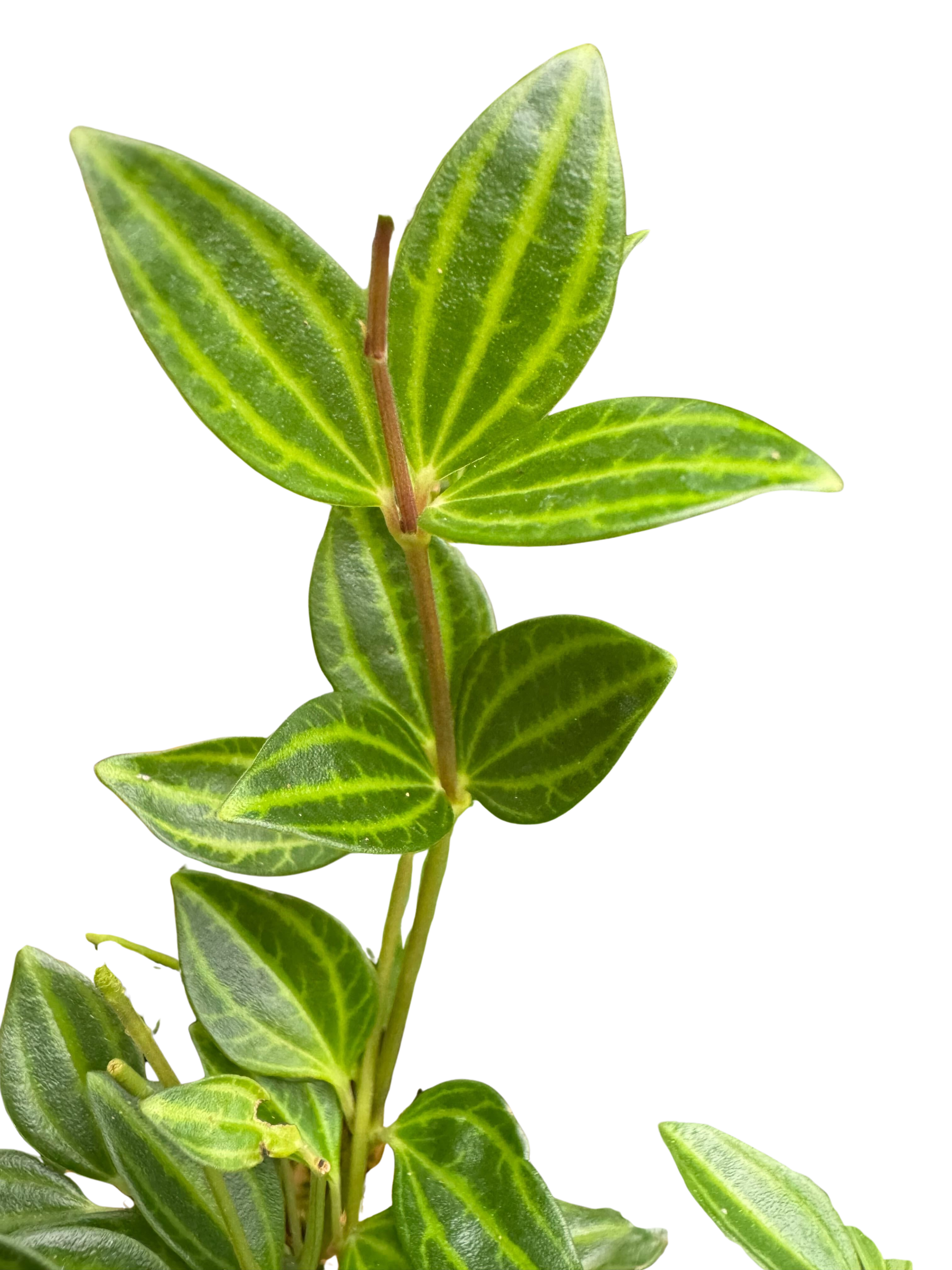 Blackwater Lotus Co. Peperomia Angulata - Thumbnail 2