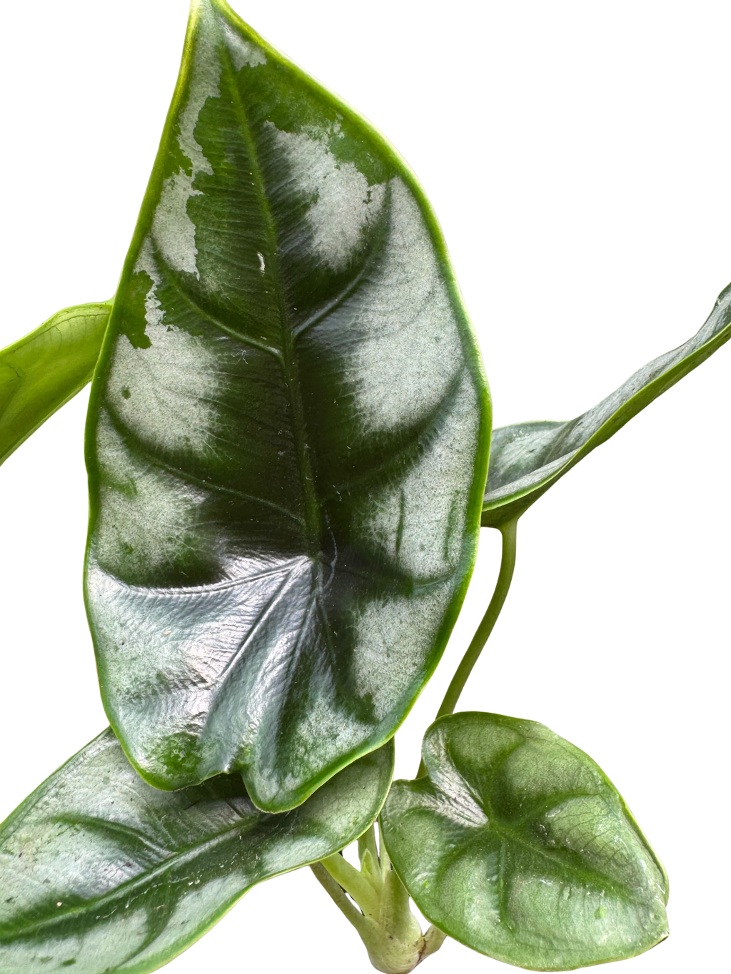 Alocasia 'Reversa'