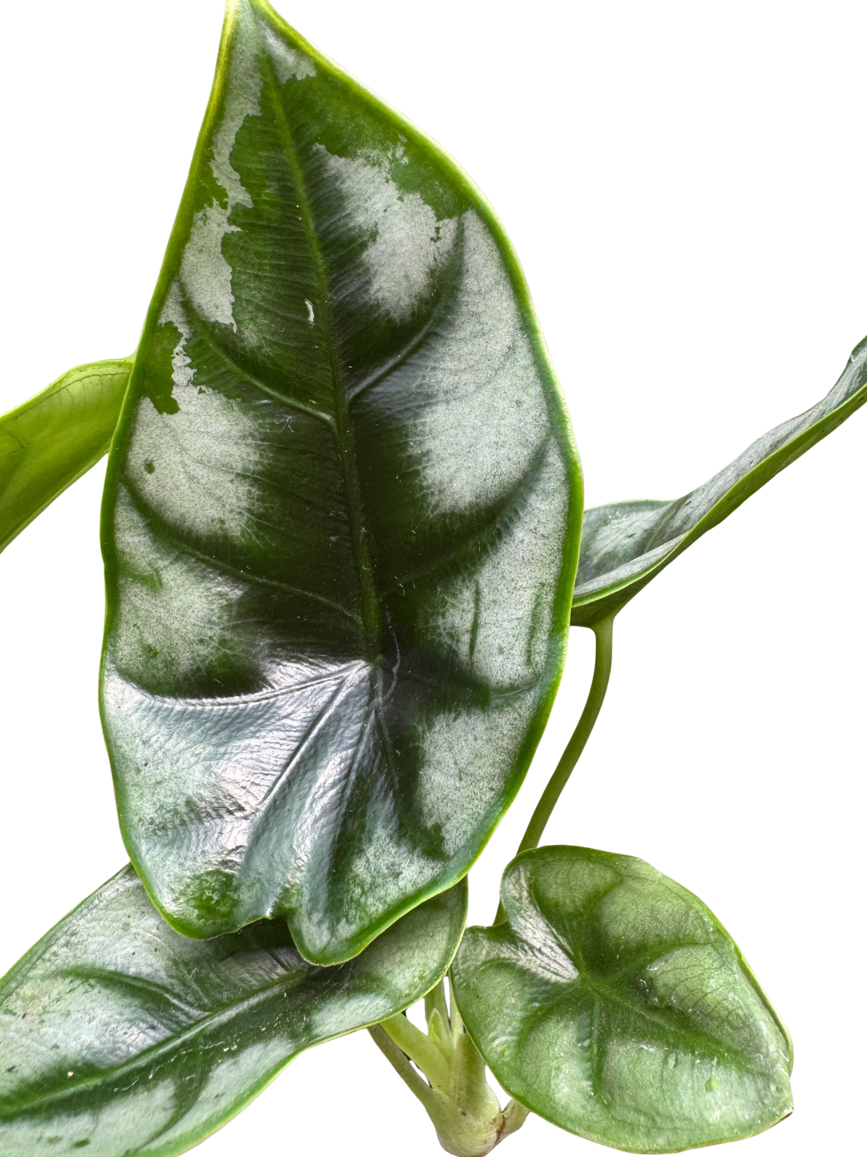 Alocasia 'Reversa'