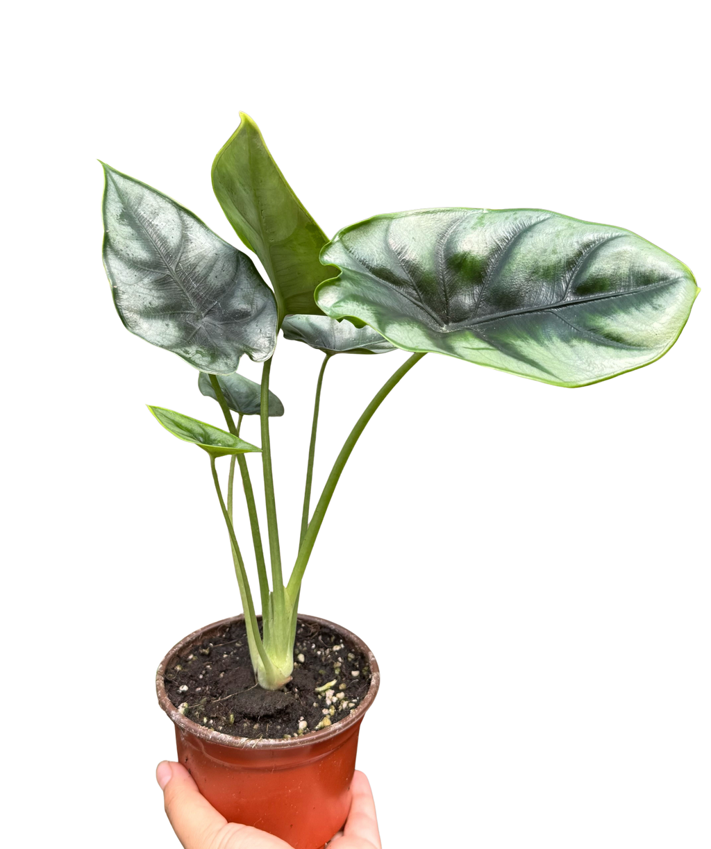 Alocasia 'Reversa'