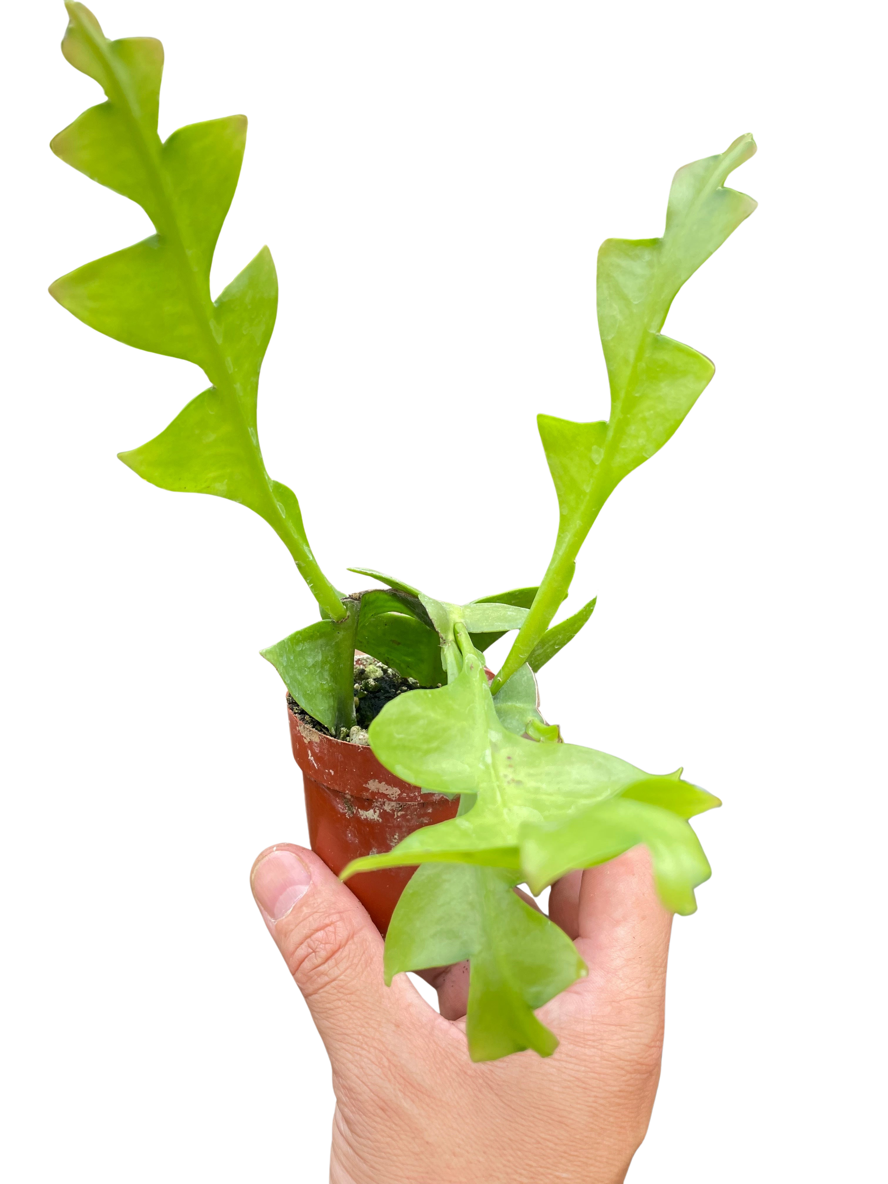 Shark Tooth Orchid Cactus