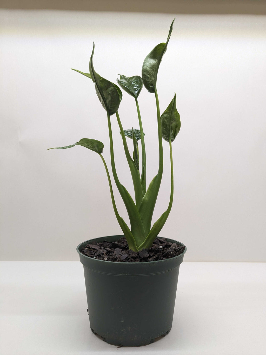 Alocasia 'Tiny Dancer' - 4" Pot