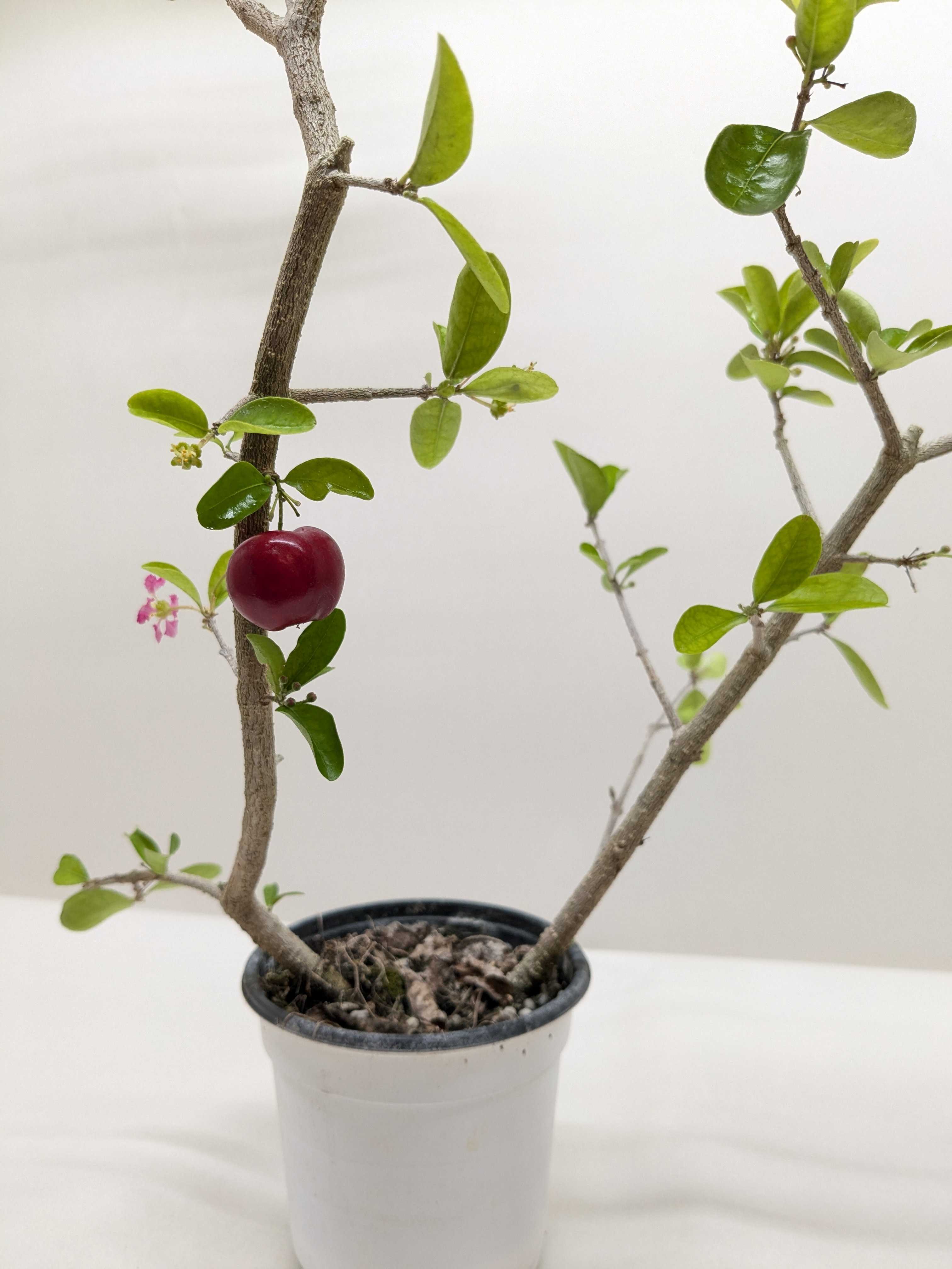 Malpighia Barbados Cherry
