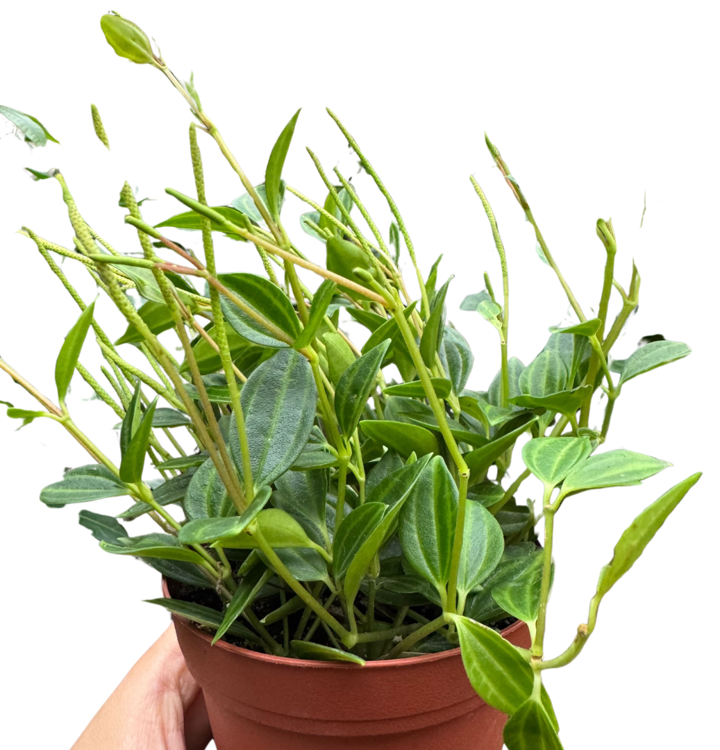 Blackwater Lotus Co. Peperomia Angulata