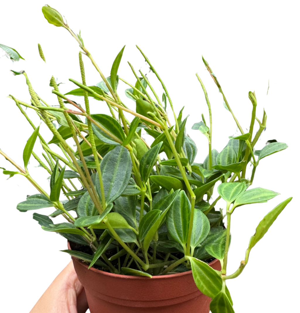 Peperomia 'Angulata'