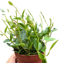 Peperomia 'Angulata'