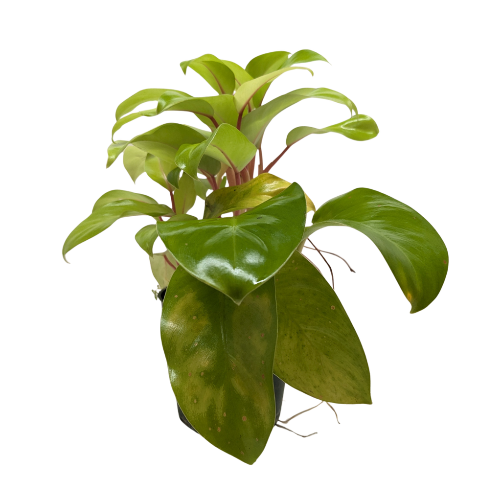 Philodendron 'Lemon Lime'