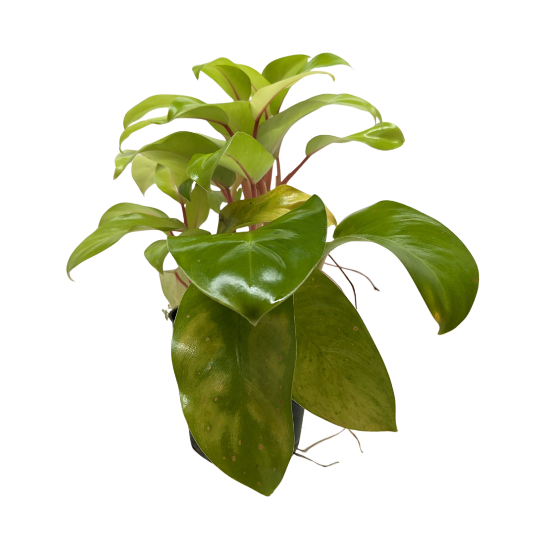 Philodendron 'Lemon Lime'
