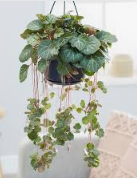 Begonia 'Strawberry'