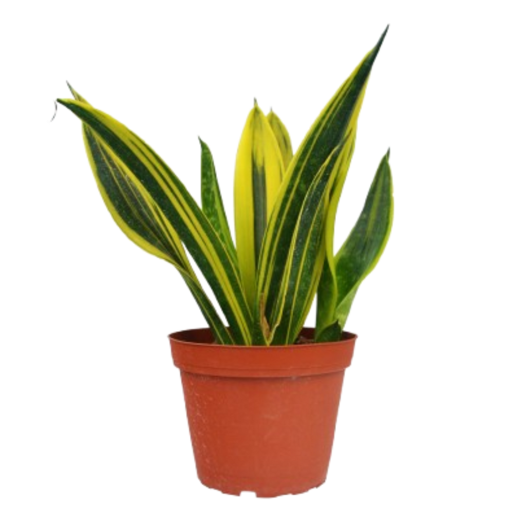 Snake 'Gold Flame'
