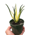 Succulent Aloe Solar Flare