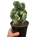 Succulent Cereus Coral Green