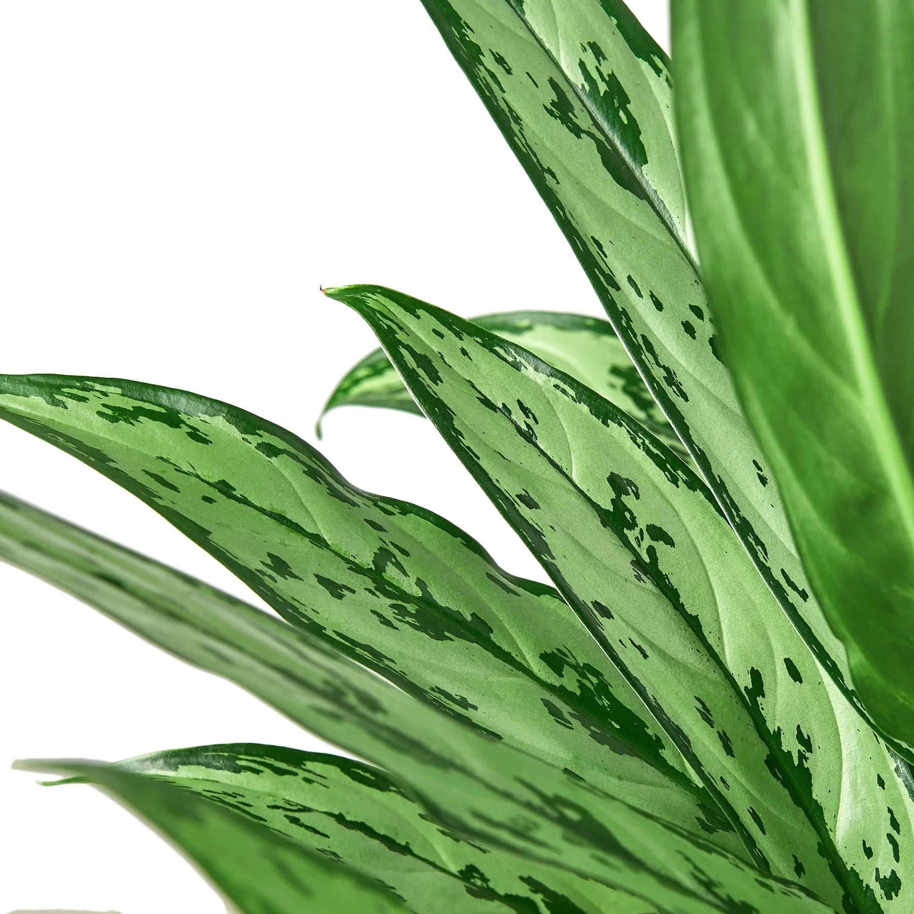 Blackwater Lotus Co. Chinese Evergreen Cutlass - Thumbnail 2