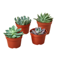 4 Echeveria Succulent Variety Pack - 4.0" Pot