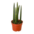 Snake Plant Cylindrica - 4" Pot - NURSERY POT ONLY