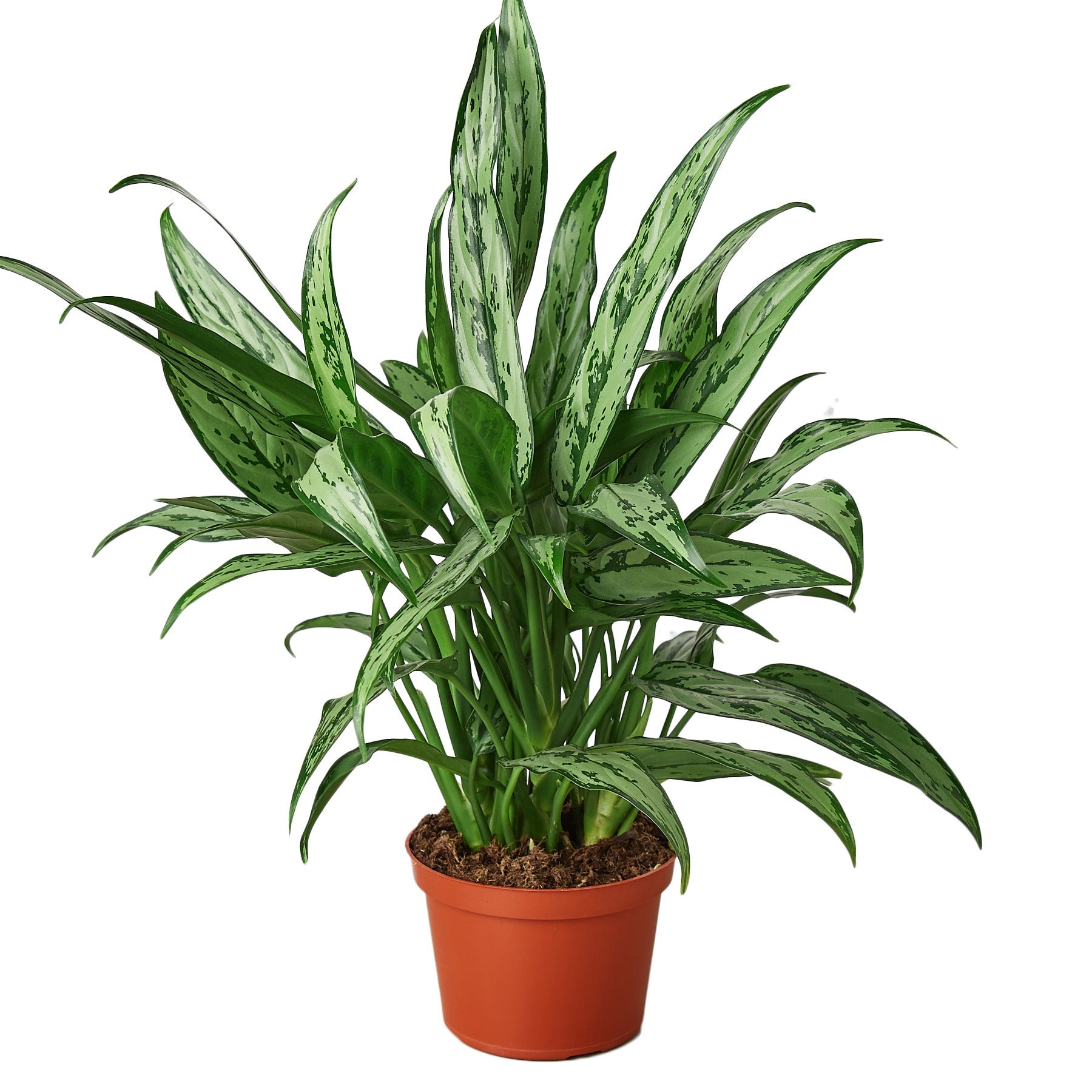 Blackwater Lotus Co. Chinese Evergreen Cutlass