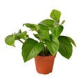 Pothos 'Green Queen'