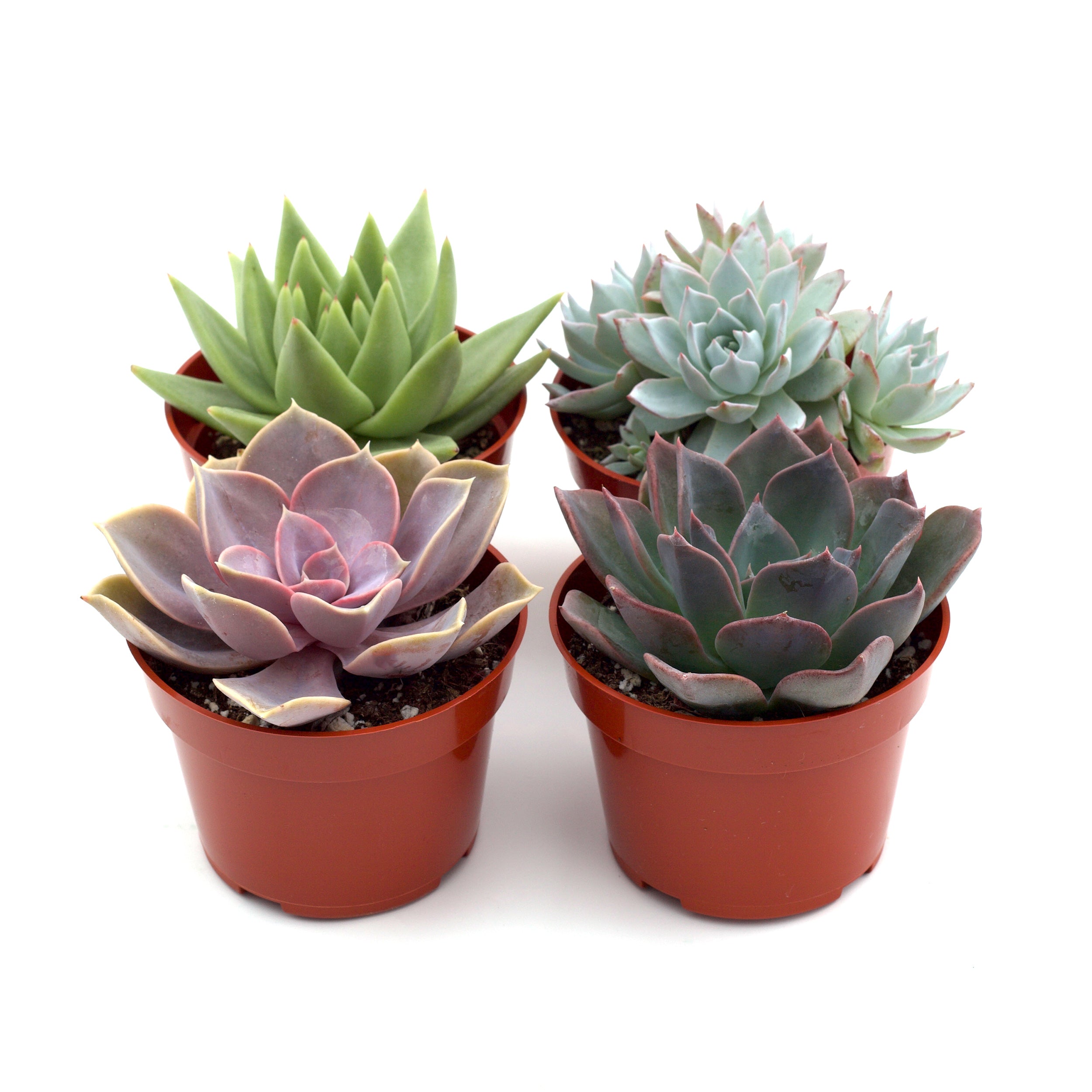Blackwater Lotus Co. Rosette Succulent